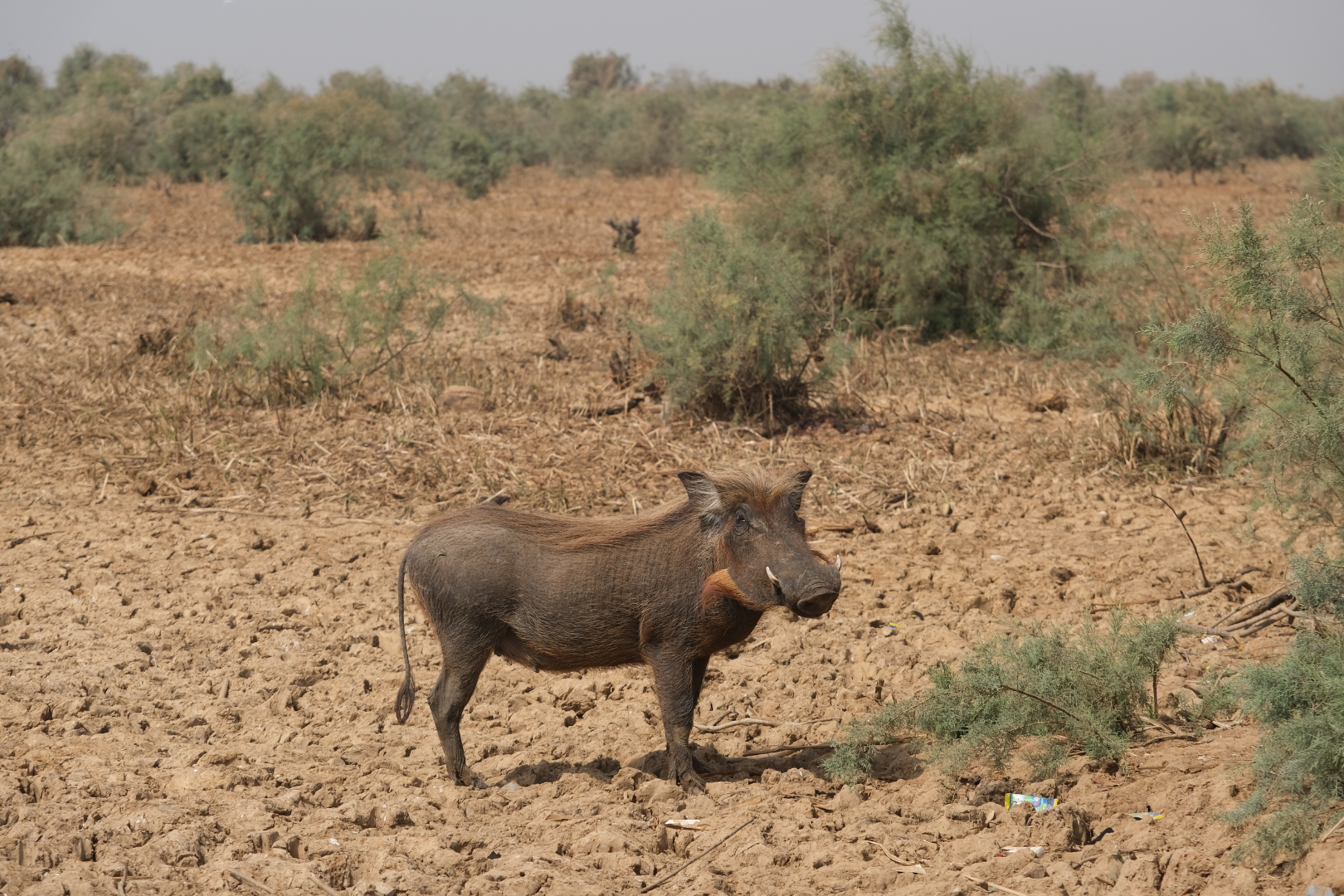 19. Nap: Mauritániából Szenegálba egy nemzeti parko át