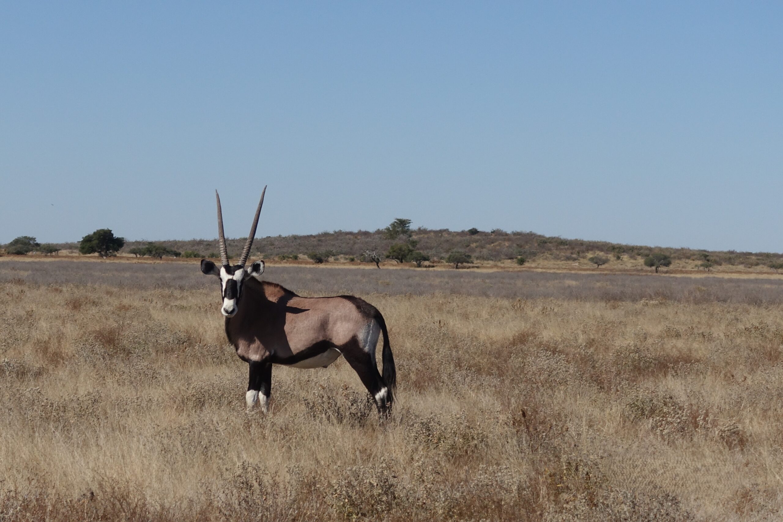 Day 150-154.: Central Kalahari Game Reserve (Botswana)