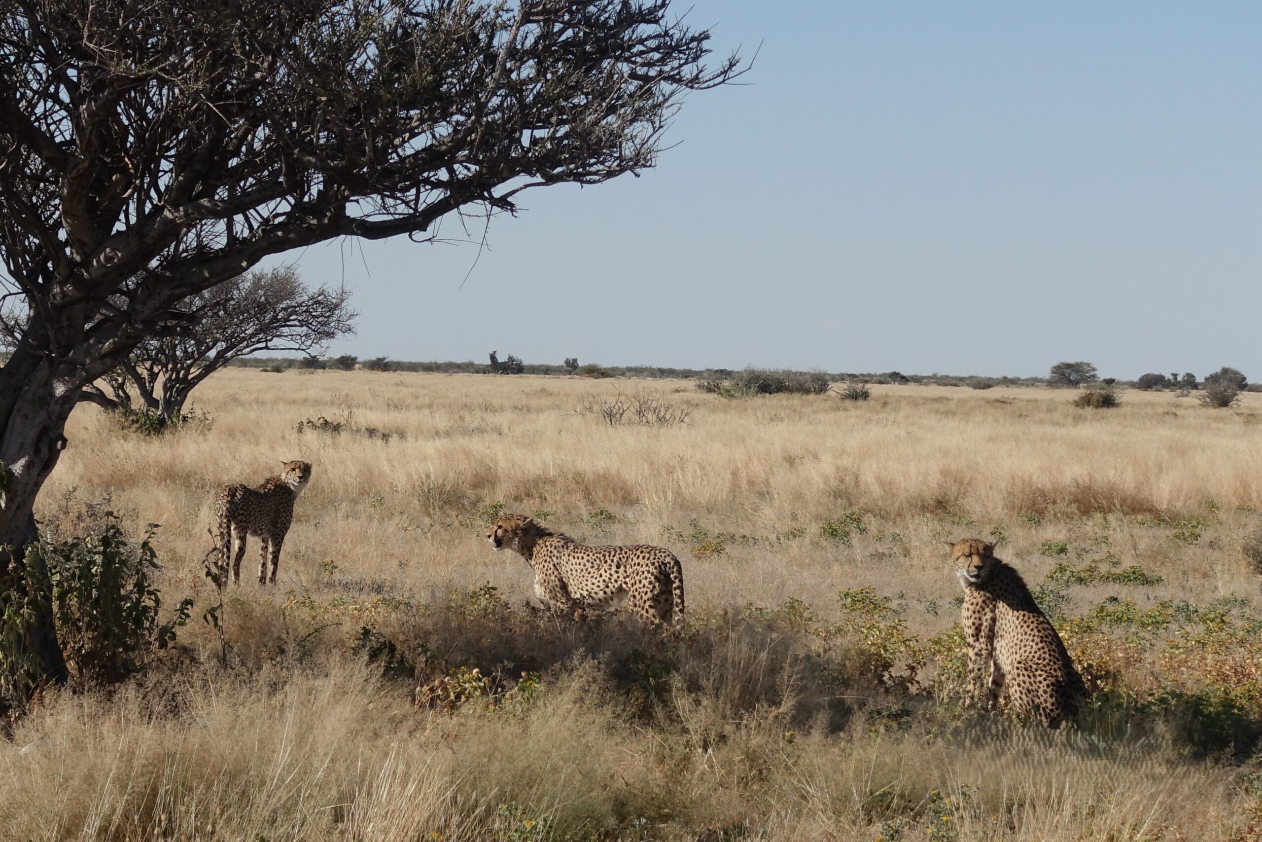 137-139. Nap – Etosha Nemzeti park (Namíbia)