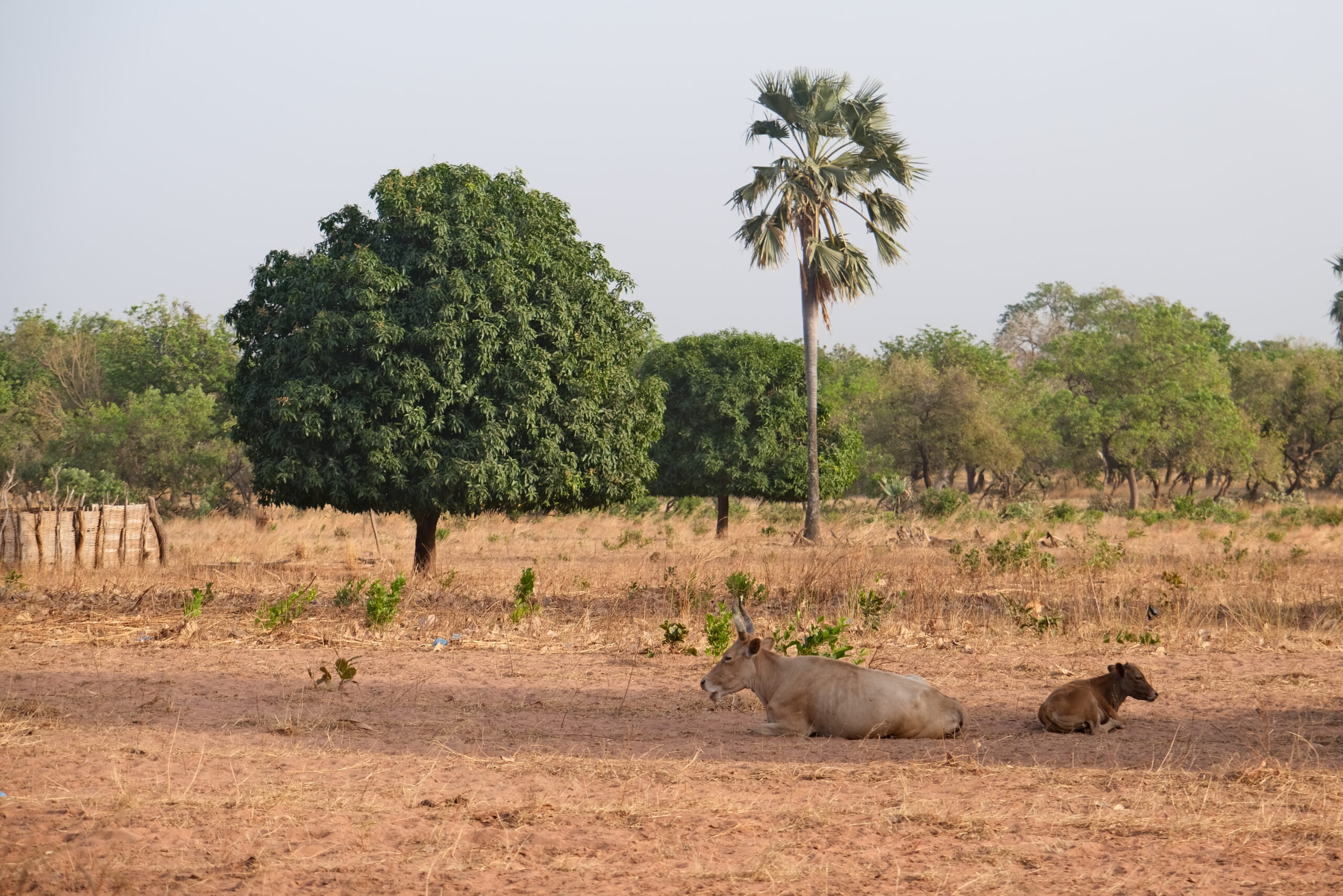 10 nap Guinea Conackryban