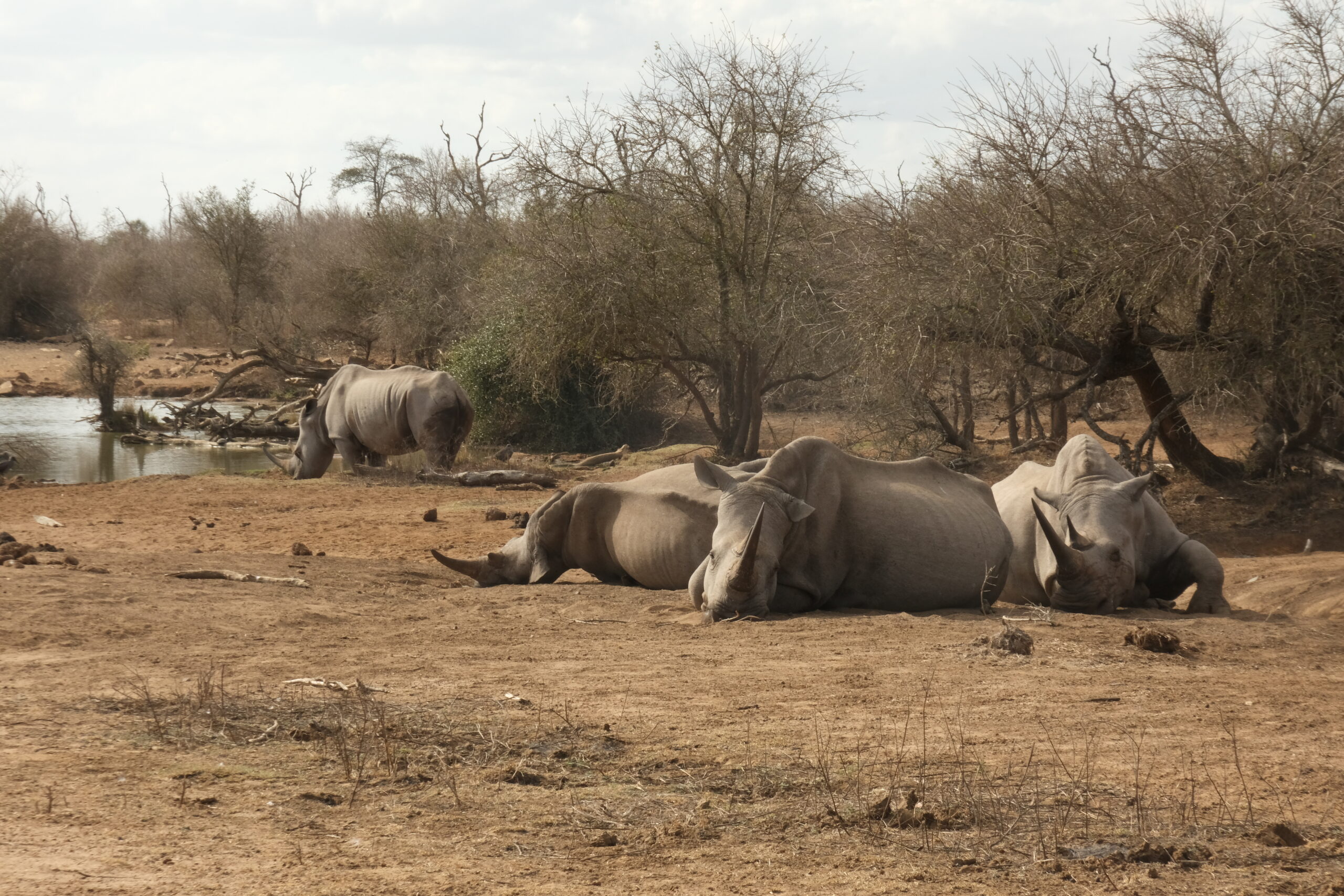 204-205. Nap: Hlane Nemzeti Park (Eswatini)