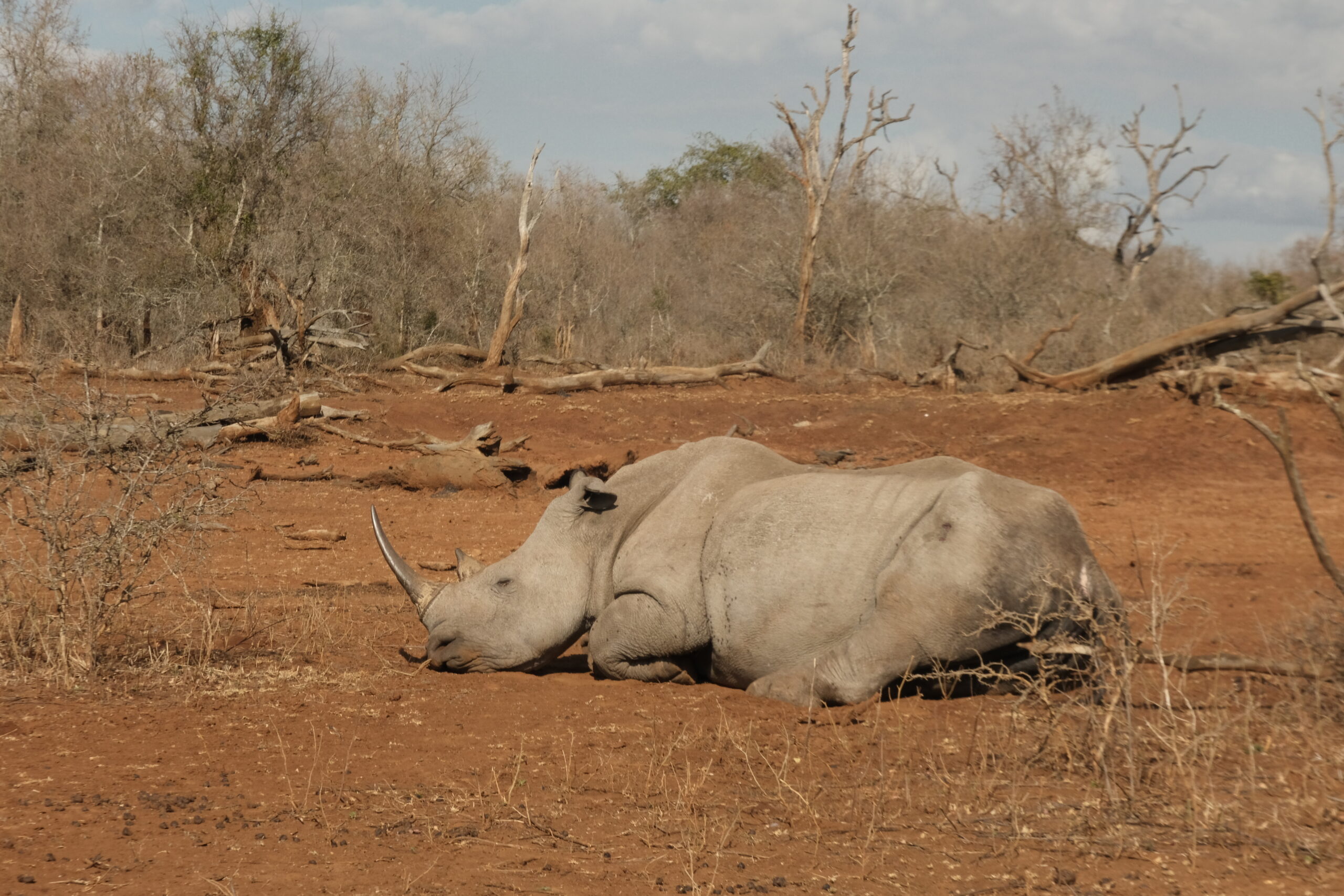Day 204-205: Hlane National Park (Eswatini)