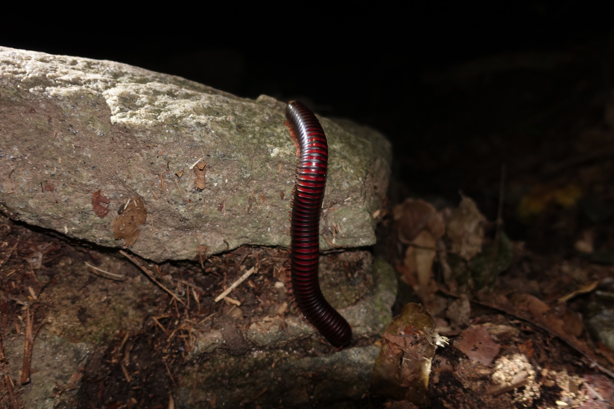 Day 55-56: Kakum National Park (Ghana)