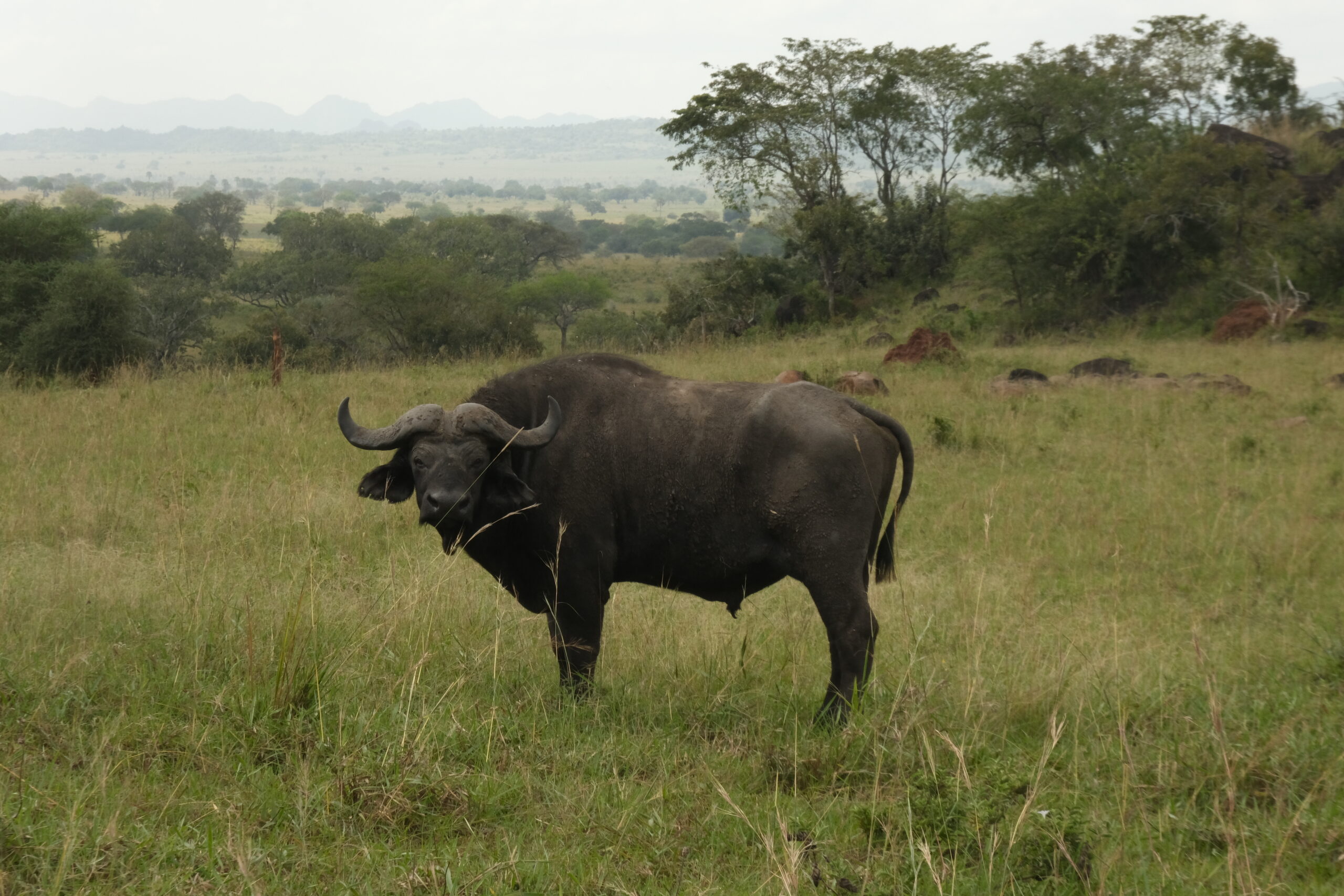 Day 299-300: Kidepo Valley National Park (Uganda)