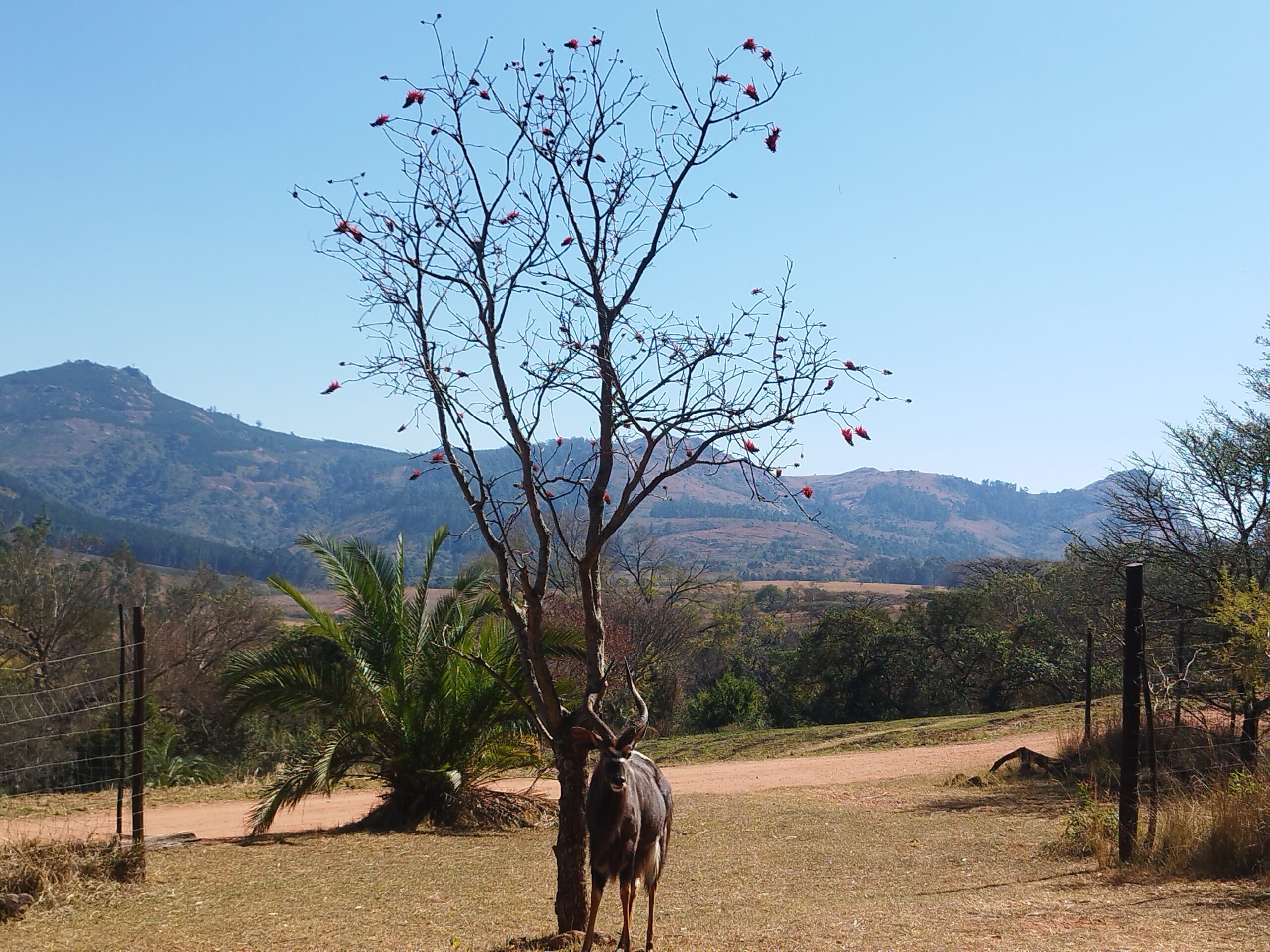 Day 201-204.: Milwane National Park (Eswatini)